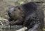 Beaver Believers: Reintroducing Beavers to Britain